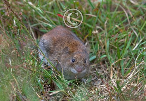 Bank Vole DM0614